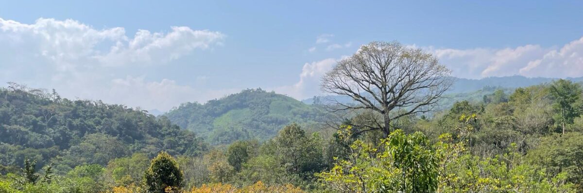 Jungle skyline of central Guatemala under blue sky